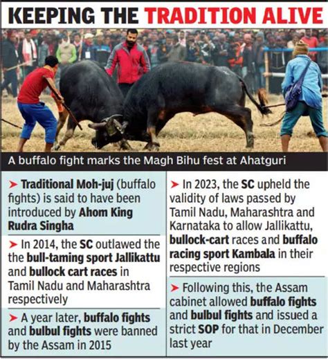 Buffalo fights return on Magh Bihu after 9 years | Assam News ...
