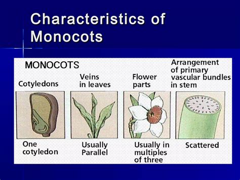 Monocots 的图像结果