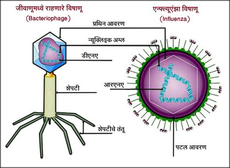 विषाणू (Virus) – मराठी विश्वकोश