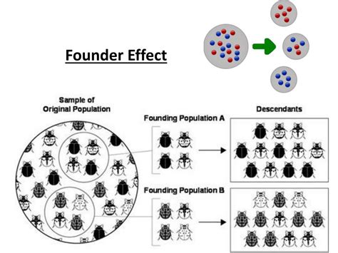 Image result for Genotype Example