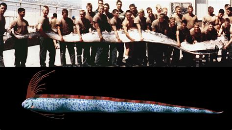 Are Oarfish Dangerous