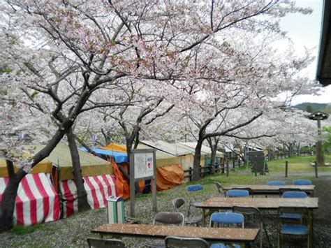 新城市観光協会ブログ:桜渕公園 桜開花状況 2013年4月2日（火）