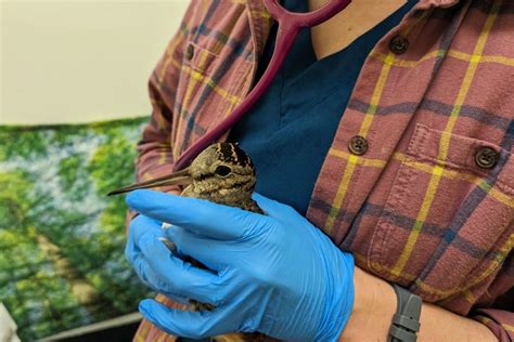 Teens get a chance to explore veterinary careers thanks to DC-based ...