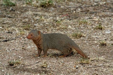 Mongoose - A-Z Animals