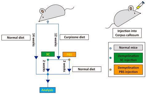 Development of a Chemical Cocktail That Rescues Mouse Brain ...