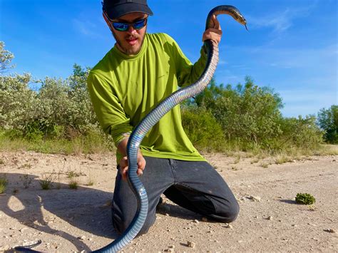 Eastern Indigo Snake Eating