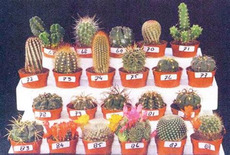 Resimli Kaktüs Rehberi - agaclar.net