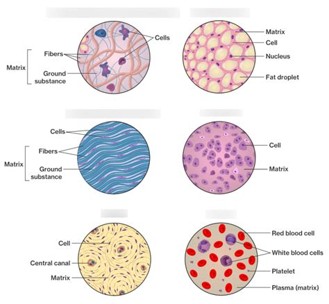 Connective Tissue Function 的图像结果