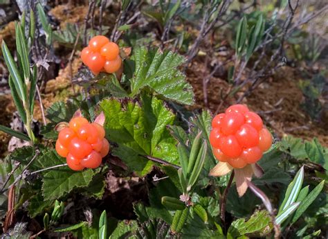 Cloudberries in Pello in Finnish Lapland - Travel Pello - Lapland, Finland