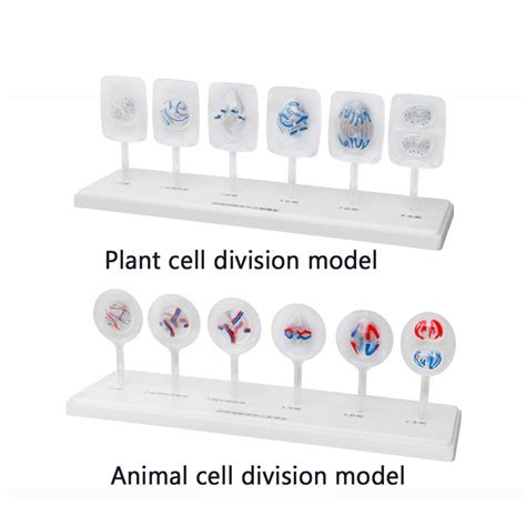 Buy LXX Cell Mitosis Model - Cell Mitosis Model and Animal Cell Meiosis ...