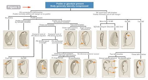 Historical Review of Studies on Cyrtophorian Ciliates (Ciliophora ...