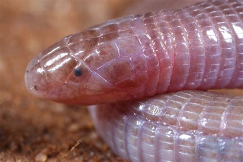 Bizarre Worm-Lizard’s Secrets Revealed in CT Scans - UT Austin News - The University of Texas at ...