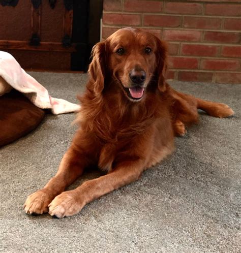 Golden Retriever Puppies | Pennsylvania, Puppies for Sale - Ridley's ...