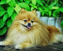 Image result for Teacup Pomeranian Dog Breed