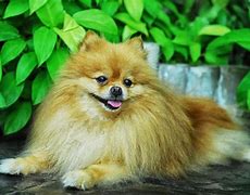 Image result for Pomeranian Cutest Dog