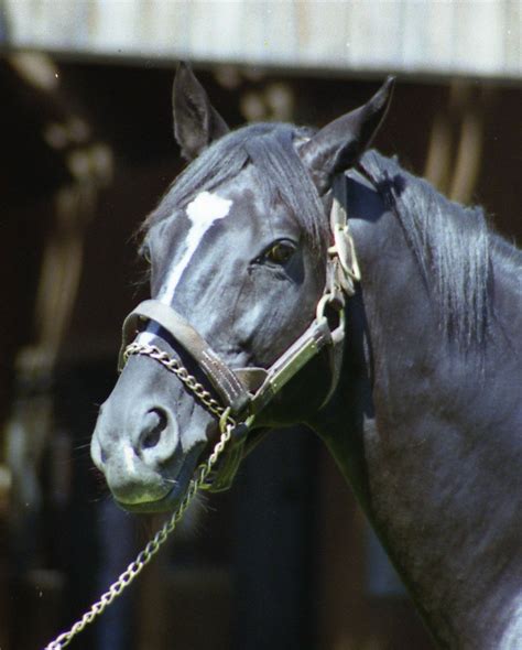 Sunday Silence Thoroughbred Horse