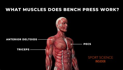 Bench Press Muscles 6 Incline Bench Press Alternatives That Work The