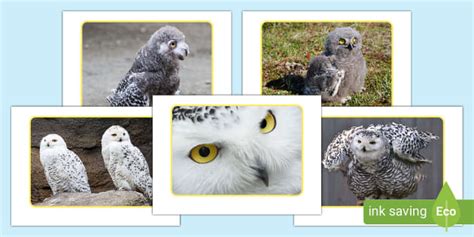 Snowy Owls Photo Pack - Animals - Birds - KS1 (teacher made)