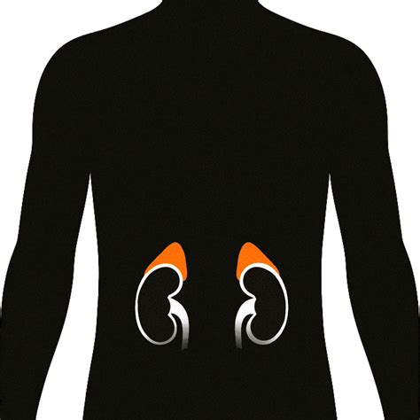 Cortisol AM Test | Ulta Lab Tests