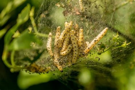 Tree Caterpillars: Tent Caterpillars, Webworms, and Bagworms | Best ...