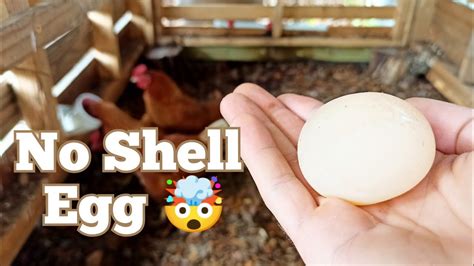 Image result for Egg without Shell Chicks