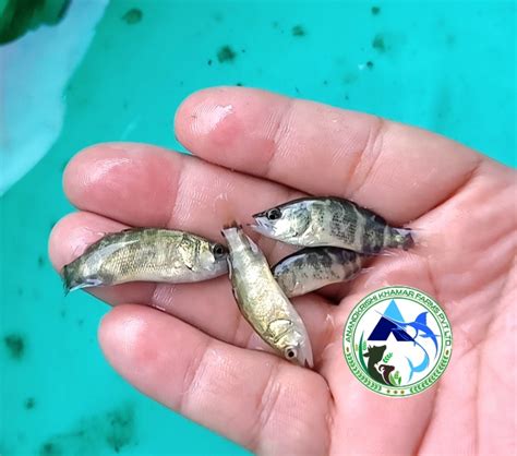 Sea Bass Fish Seed at Best Price in Kolkata, Sea Bass Fish Seed ...
