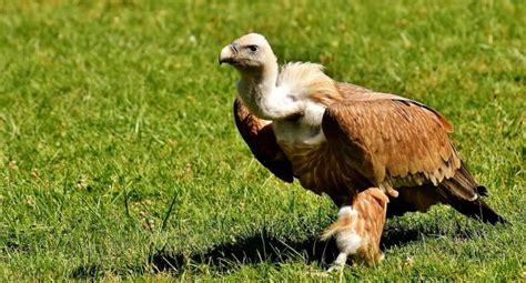 Shocking! A 'male' vulture lays an egg after 25 years - IBTimes India