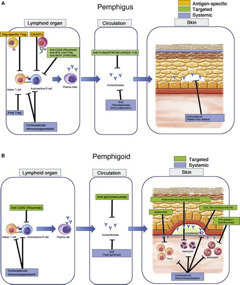 Autoimmune bullous skin diseases, pemphigus and pemphigoid - Journal of Allergy and Clinical ...