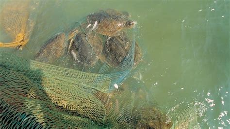 Olive Ridley turtles: Endangered lives