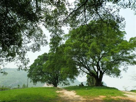 广州首个榕树公园！这里打造全国榕属品种最全、数量最多的榕树公园_腾讯新闻