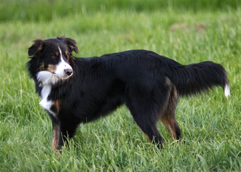 English Shepherd dog in the field photo and wallpaper. Beautiful ...