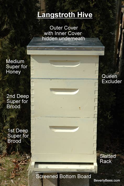 Parts Of A Beehive – A Beginner Beekeeper’s Guide ‣ Beverly Bees