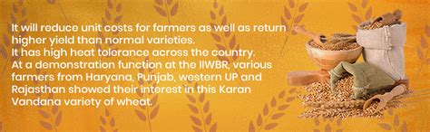 Sakshi Farms Brown Wheat Seeds DBW 187 (Pusa Karan Vandana) for Sowing ...