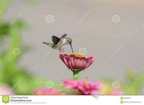 Ruby-throated Hummingbird stock photo. Image of pollen - 33368610