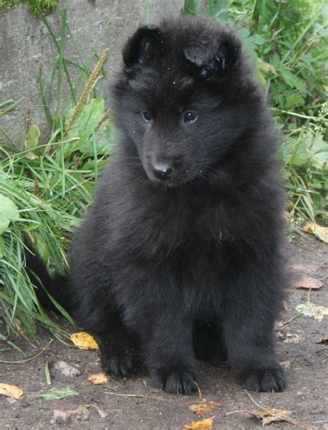 Belgian Shepherd Puppy Black