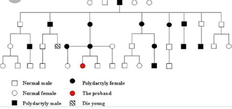 what is a pedigree chart - Brainly.in