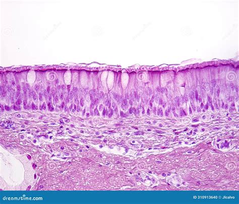 Pseudostratified Columnar Epithelium Trachea