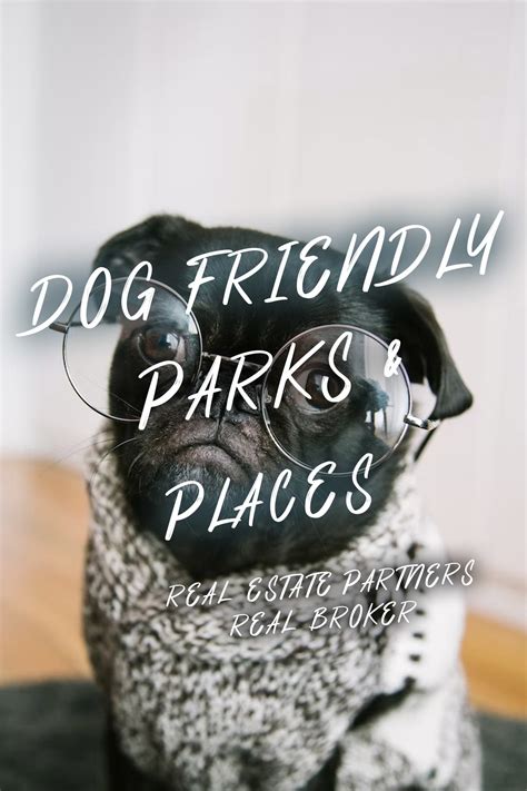 The Best Dog Parks and Dog-Friendly Places In Calgary