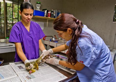 Squirrel Monkey or Mono Titi (in Spanish)… We´re too damn cute, don´t ...