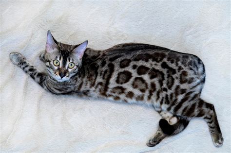 bengal
