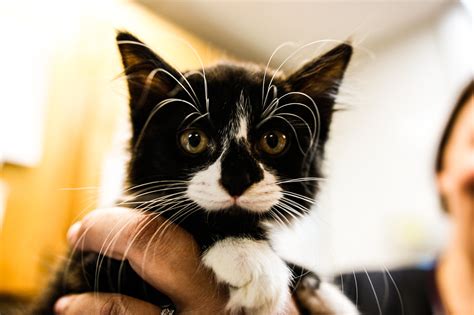 Hiram Animal Hospital in Hiram, GA 30141 - (770) 4...