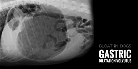 How Common Is Gdv In Dogs - how common is bloat in dogs