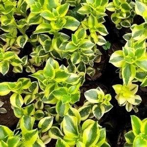 Crassula Sarmentosa Plant – Nainileaf