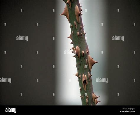 Rose with thorns hi-res stock photography and images - Alamy