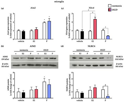 Gonadal Hormones E2 and P Mitigate Cerebral Ischemia-Induced ...