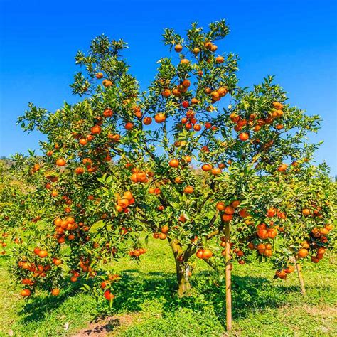 Orange Trees Pictures