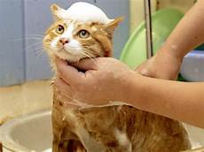 come fare un bagno cura e igiene gatto il bagno come fare un bagno cura e igiene gatto il bagno