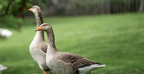 Image result for Goose Sim
