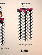 Image result for Lipid Definition