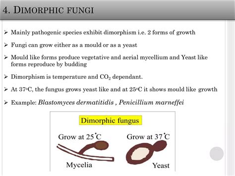 Morphology, Classification, Cultivation and Reproduction of Fungi | PDF